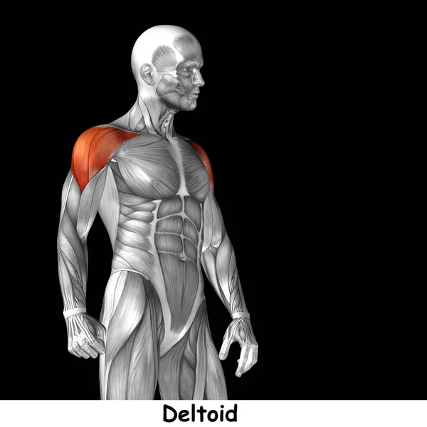 Anatomia do peito humano — Fotografia de Stock