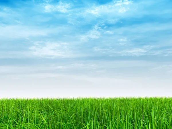 Green grass with blue sky — Stock Photo, Image