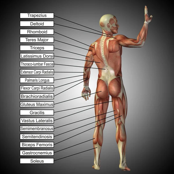 Anatomía humana con caja de texto — Foto de Stock