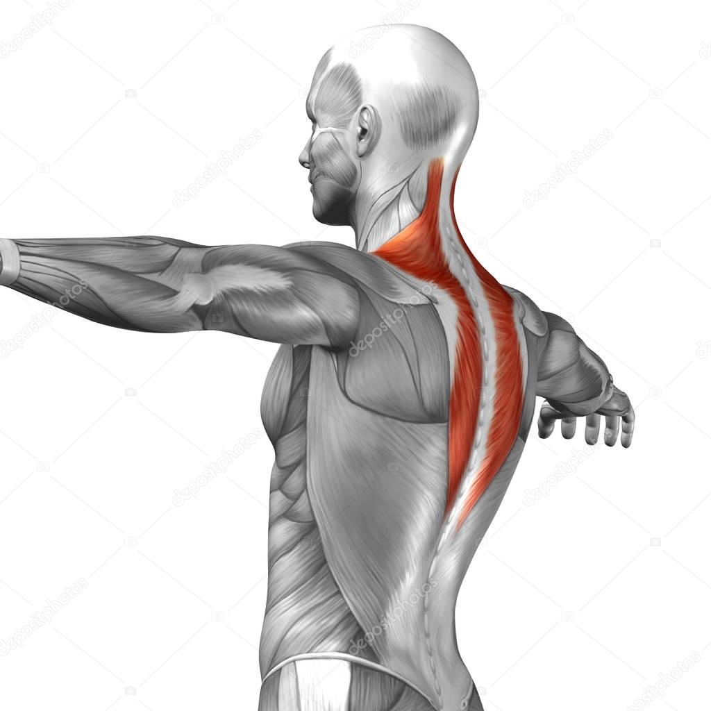 Back muscles structure of man