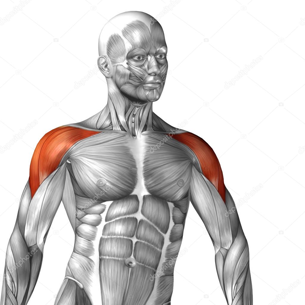 Pictures : shoulder muscles | Human shoulder muscles — Stock Photo