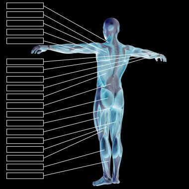 Kaslar ile insan anatomisi