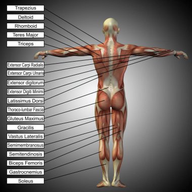 metin kutusu ile insan anatomisi