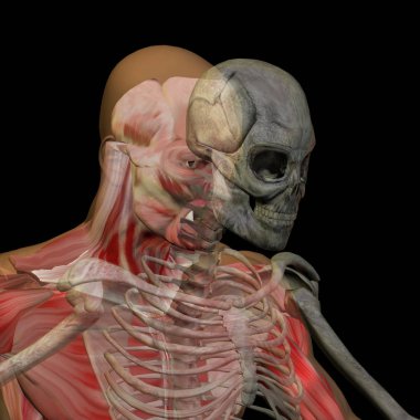 iskelet ile insan anatomisi 