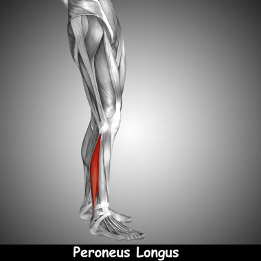 insan alt bacak anatomisi