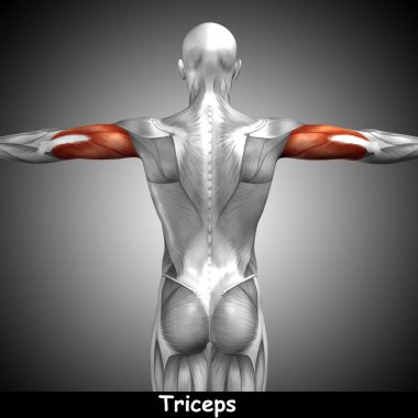 insan triceps anatomisi