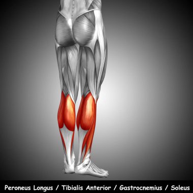  human lower leg anatomy clipart