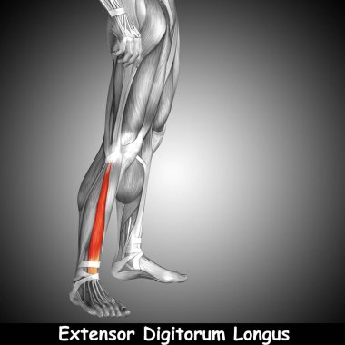 insan alt bacak anatomisi