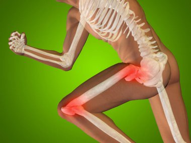insan anatomisi