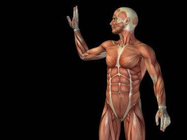 insan anatomisi vücut kasları ile