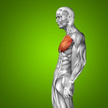 insan vücudu anatomisi gösteren resim