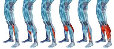 Kavram ya da kavramsal 3d insan alt bacak anatomisi veya anatomik ve kas kümesi veya beyaz arka plan üzerinde izole koleksiyonu