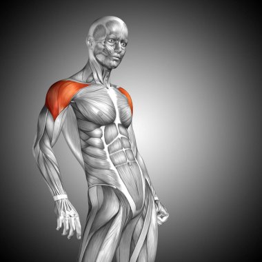 insan göğüs ve kaslar 