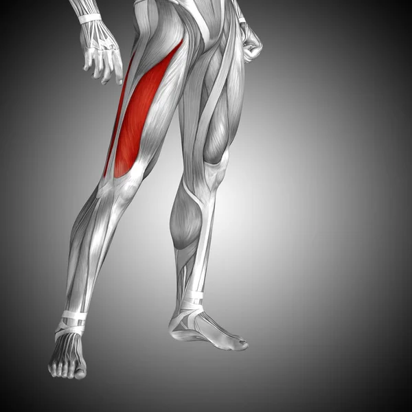 Anatomie člověka stehno — Stock fotografie