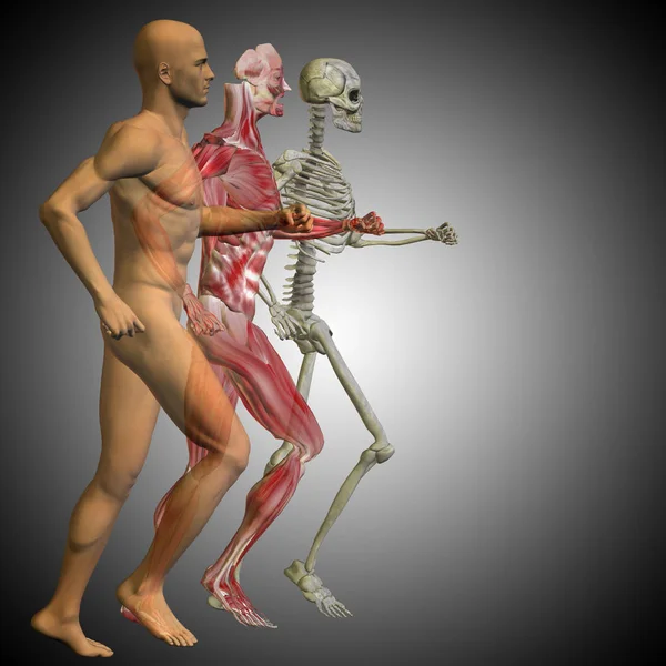 Mann mit Knochen für die Anatomie — Stockfoto