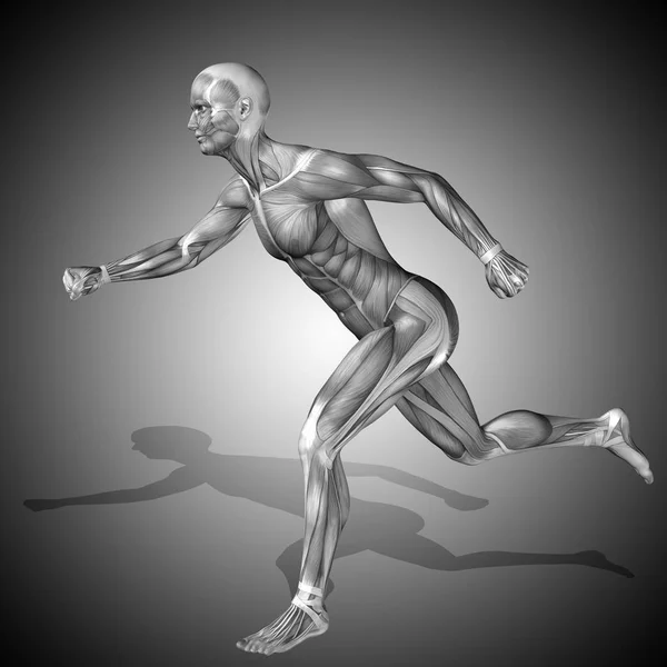 Corpo com músculos de humano forte — Fotografia de Stock