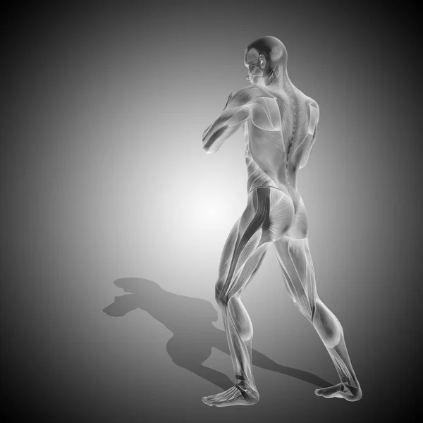 Corpo masculino com músculos — Fotografia de Stock