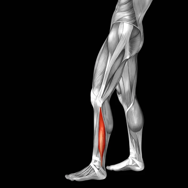 Anatomia człowieka dolnej nogi — Zdjęcie stockowe