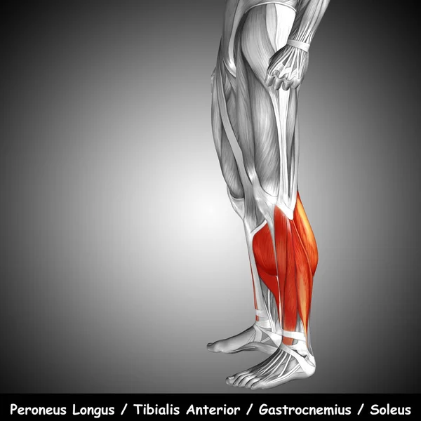Анатомія нижньої ноги людини — стокове фото