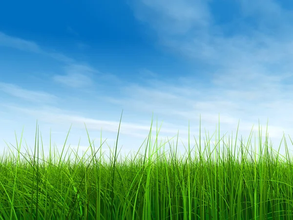 Mavi gökyüzü ile yeşil çimen