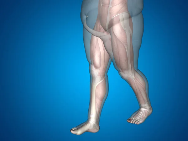 Sobrepeso vs ajuste delgado con músculos — Foto de Stock