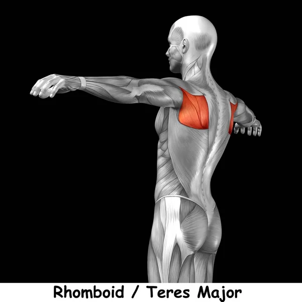 Insan arka anatomisi — Stok fotoğraf