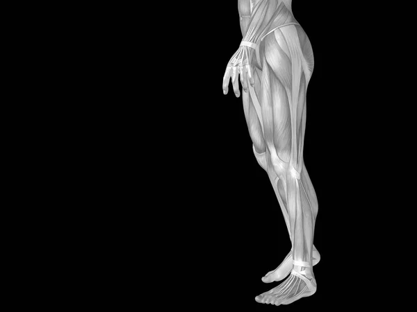 Anatomia do homem parte inferior do corpo — Fotografia de Stock