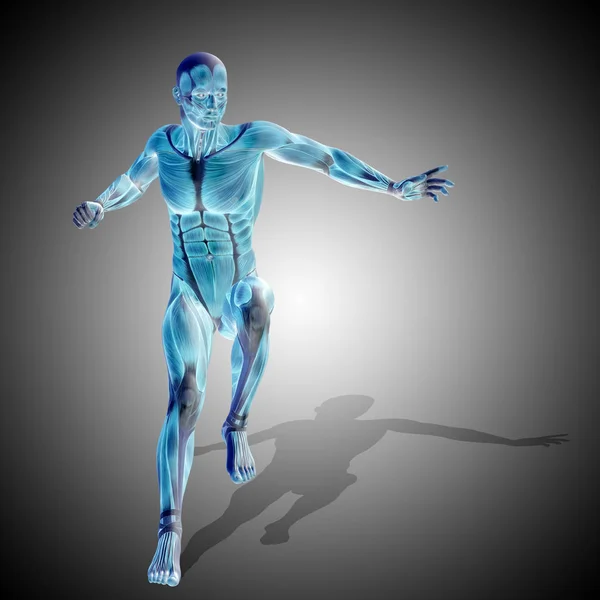 Ανατομία σώμα με μύες ισχυρή ανθρώπου — Φωτογραφία Αρχείου