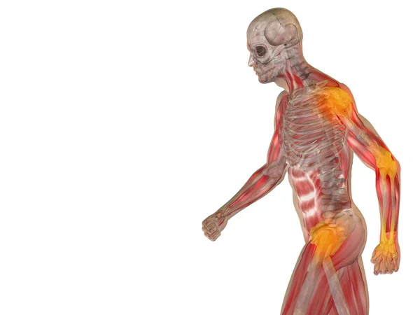 Illustrazione dell'anatomia del corpo umano — Foto Stock