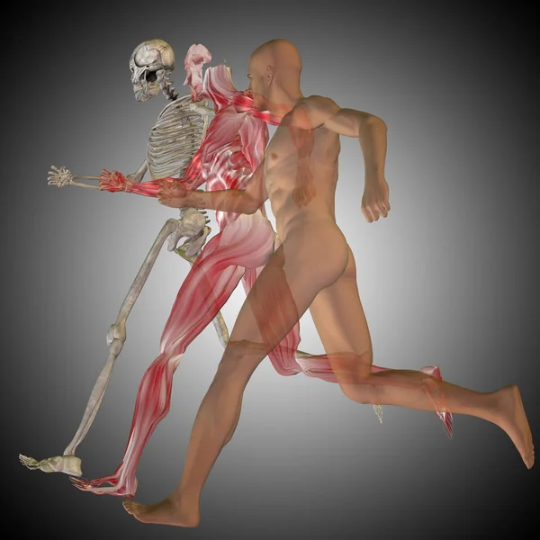 Ember a csontok anatómiája — Stock Fotó