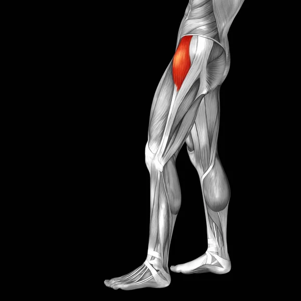 Верхню ногу Анатомія — стокове фото