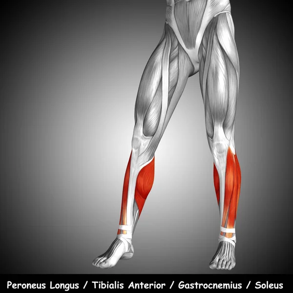 human lower leg anatomy