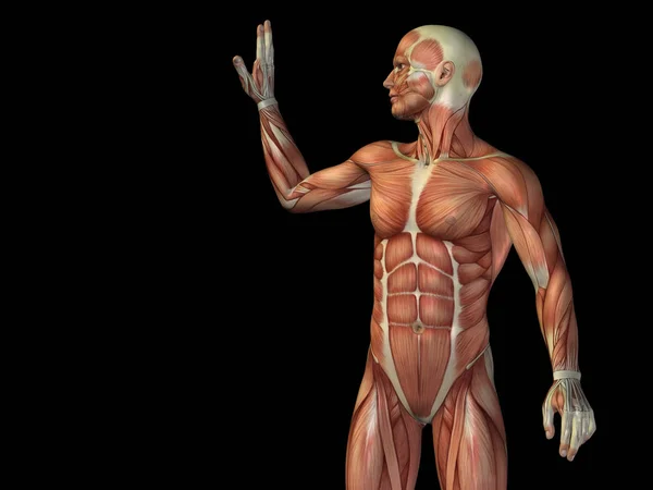 Human anatomy body with muscles — Stock Photo, Image