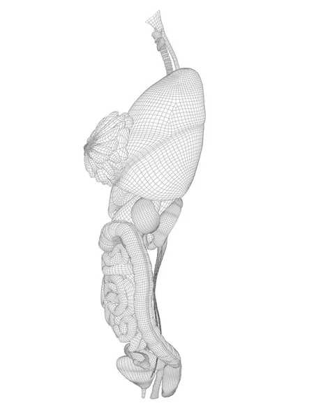 Sistema digestivo 3D umano — Foto Stock