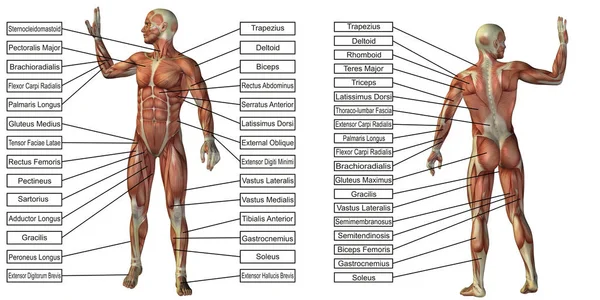 Анатомия человека с текстовым блоком — стоковое фото