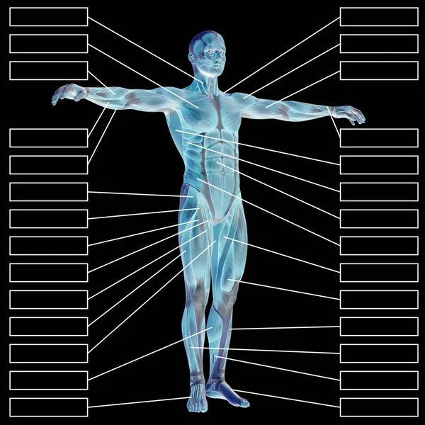 Människans anatomi med muskler — Stockfoto