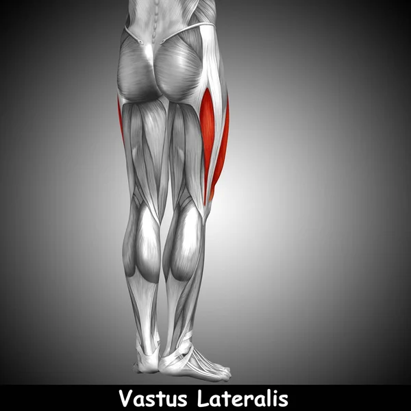 human upper leg anatomy