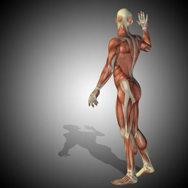 Kropp med muskler starka mänskliga — Stockfoto