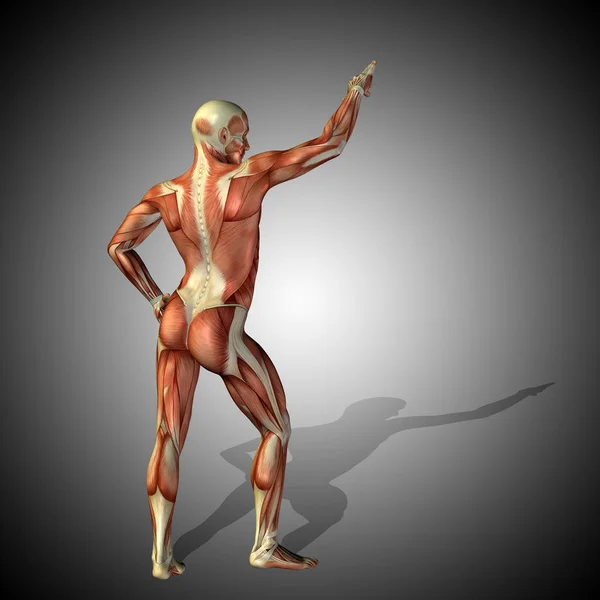 Cuerpo con músculos de humanos fuertes — Foto de Stock