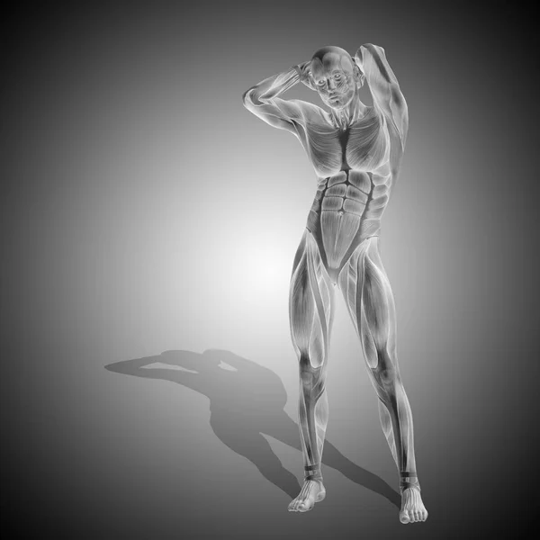 human body with muscles and arms on nape