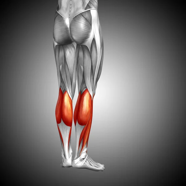 human lower leg anatomy