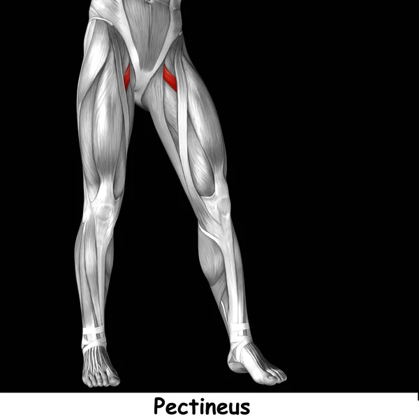 Insan üst bacak anatomisi — Stok fotoğraf