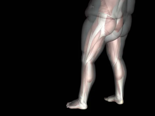超重和苗条适合的肌肉 — 图库照片