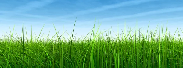 Зеленая трава с голубым небом — стоковое фото
