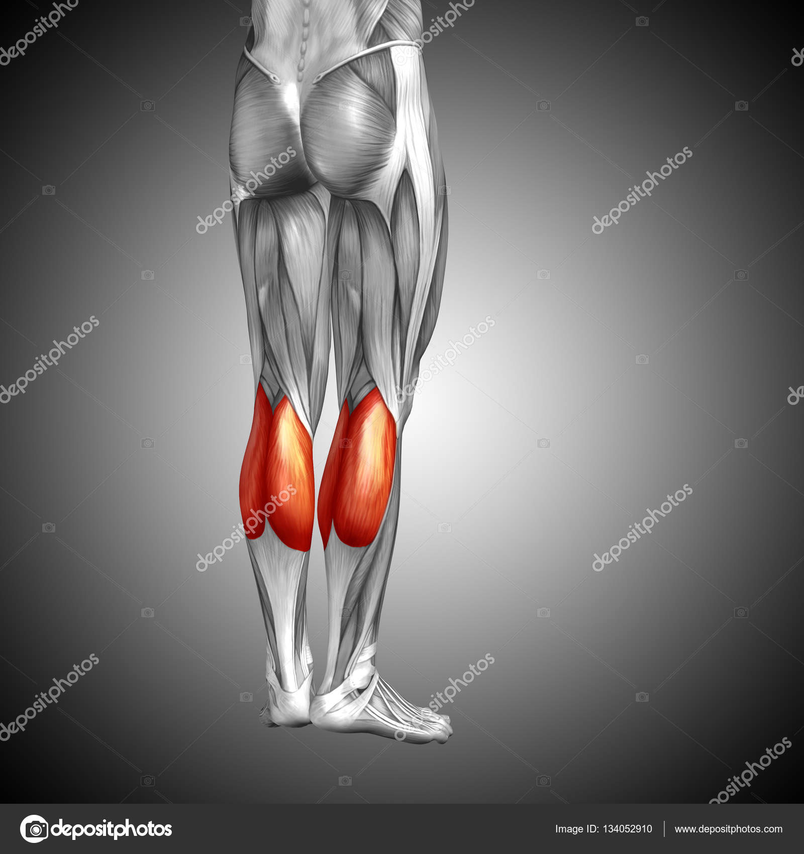 Anatomía de la pierna inferior humana fotografía de stock © design36