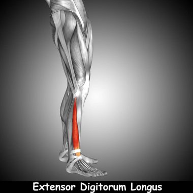 insan alt bacak anatomisi