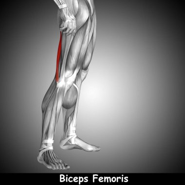 insan üst bacak anatomisi