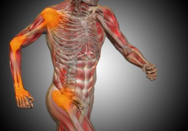 gri arka plan üzerinde insan anatomisi