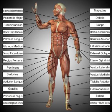 metin kutusu ile insan anatomisi