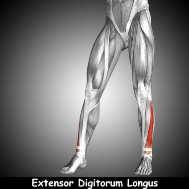  insan alt bacak anatomisi